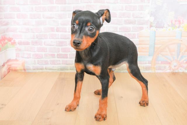 岩手県のミニチュアピンシャー (Coo&RIKU一関店/2025年10月22日生まれ/男の子/ブラックタン)の子犬の2枚目の画像