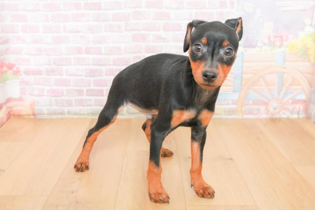 岩手県のミニチュアピンシャー (Coo&RIKU一関店/2025年10月22日生まれ/男の子/ブラックタン)の子犬の3枚目の画像