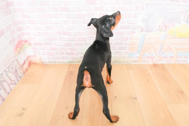 岩手県のミニチュアピンシャー (Coo&RIKU一関店/2025年10月22日生まれ/男の子/ブラックタン)の子犬の4枚目の画像