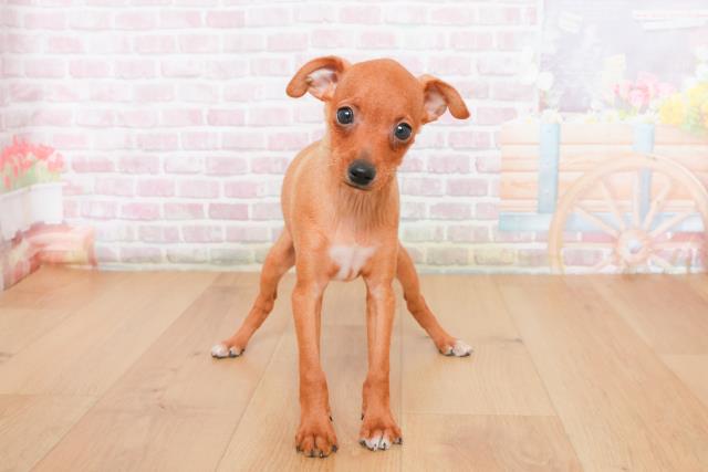 宮城県のミニチュアピンシャー (Coo&RIKU仙台太白店/2025年10月23日生まれ/男の子/レッド)の子犬の1枚目の画像