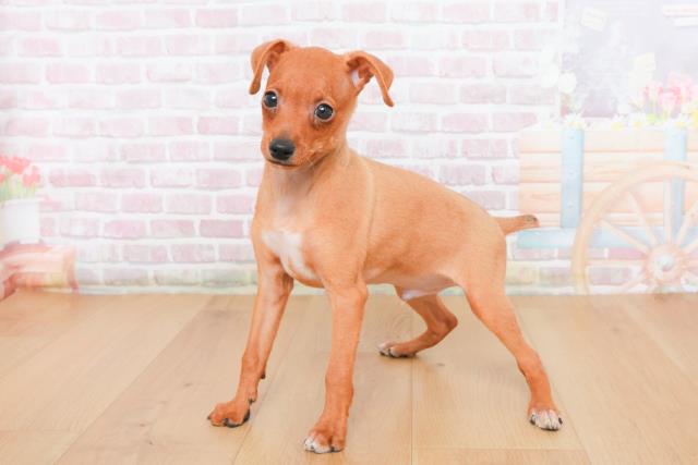 宮城県のミニチュアピンシャー (Coo&RIKU仙台太白店/2025年10月23日生まれ/男の子/レッド)の子犬の2枚目の画像