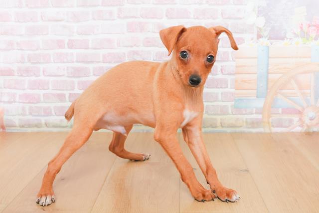 宮城県のミニチュアピンシャー (Coo&RIKU仙台太白店/2025年10月23日生まれ/男の子/レッド)の子犬の3枚目の画像