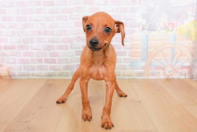 山形県のミニチュアピンシャー (Coo&RIKU山形店/2025年10月23日生まれ/女の子/レッド)の子犬の1枚目の画像