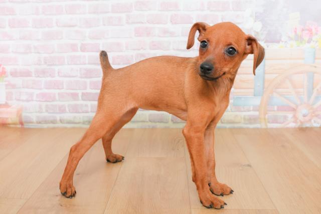 山形県のミニチュアピンシャー (Coo&RIKU山形店/2025年10月23日生まれ/女の子/レッド)の子犬の3枚目の画像