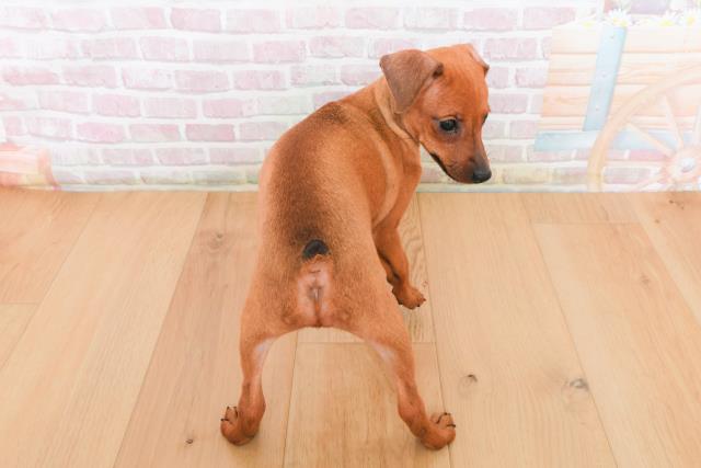 山形県のミニチュアピンシャー (Coo&RIKU山形店/2025年10月23日生まれ/女の子/レッド)の子犬の4枚目の画像