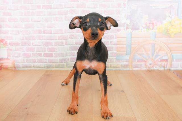 ミニチュア・ピンシャー