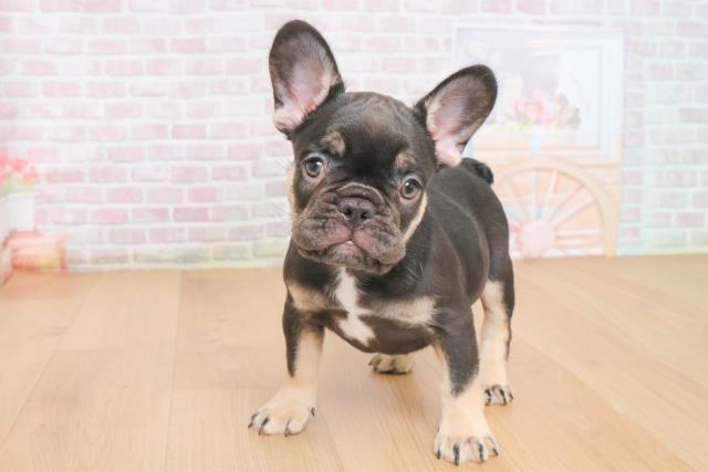 青森県のフレンチブルドッグ (Coo&RIKU八戸店/2025年10月23日生まれ/女の子/ブラックタン)の子犬の1枚目の画像