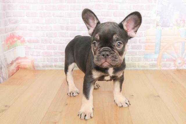 青森県のフレンチブルドッグ (Coo&RIKU八戸店/2025年10月23日生まれ/女の子/ブラックタン)の子犬の3枚目の画像