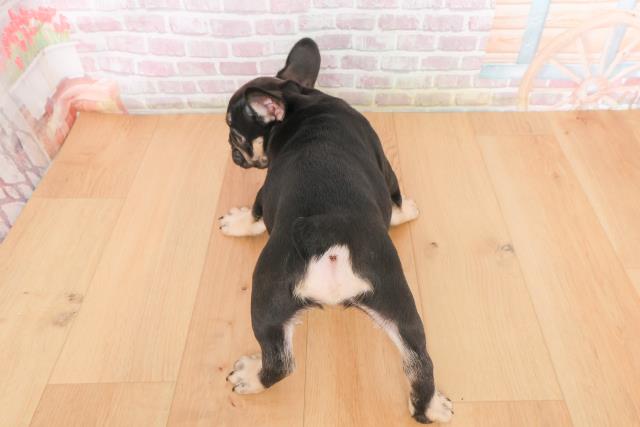 青森県のフレンチブルドッグ (Coo&RIKU八戸店/2025年10月23日生まれ/女の子/ブラックタン)の子犬の4枚目の画像