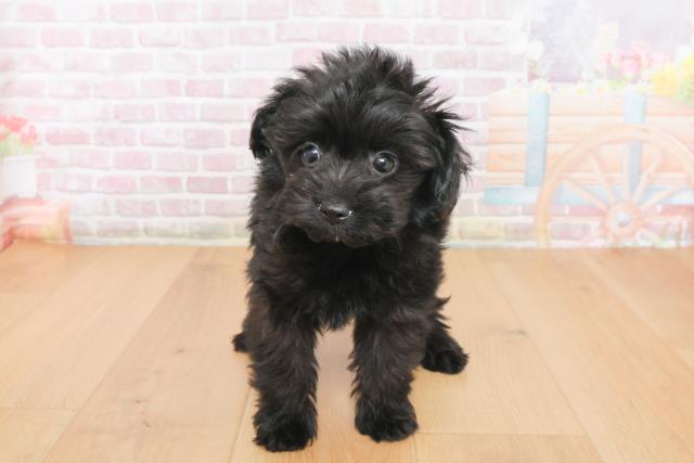 岩手県のポメプー(ポメラニアン×プードル) (Coo&RIKU岩手盛岡店/2025年10月23日生まれ/男の子/ブラック)の子犬の1枚目の画像