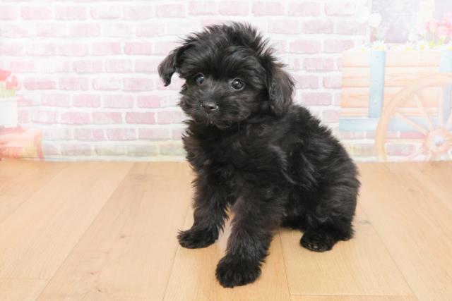 岩手県のポメプー(ポメラニアン×プードル) (Coo&RIKU岩手盛岡店/2025年10月23日生まれ/男の子/ブラック)の子犬の2枚目の画像