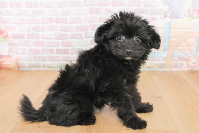 宮城県のポメプー(ポメラニアン×プードル) (Coo&RIKU石巻店/2025年10月23日生まれ/女の子/ブラック)の子犬の3枚目の画像