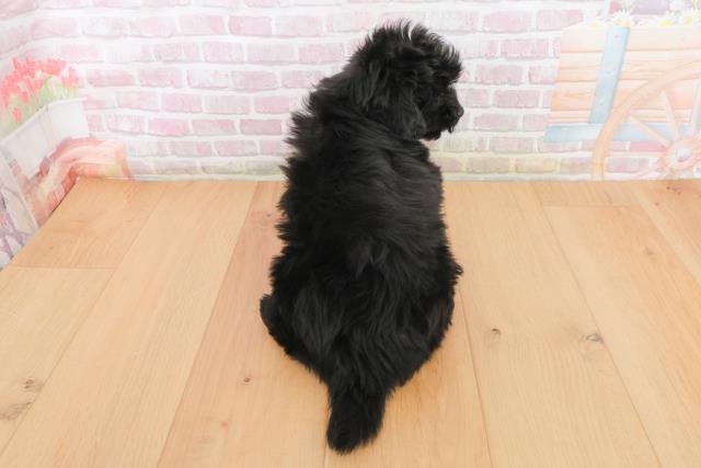 宮城県のポメプー(ポメラニアン×プードル) (Coo&RIKU石巻店/2025年10月23日生まれ/女の子/ブラック)の子犬の4枚目の画像
