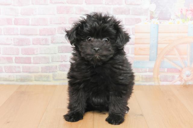 宮城県のポメプー(ポメラニアン×プードル) (Coo&RIKU仙台太白店/2025年10月23日生まれ/女の子/ブラック)の子犬の1枚目の画像