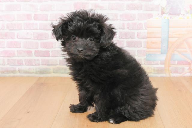 宮城県のポメプー(ポメラニアン×プードル) (Coo&RIKU仙台太白店/2025年10月23日生まれ/女の子/ブラック)の子犬の2枚目の画像