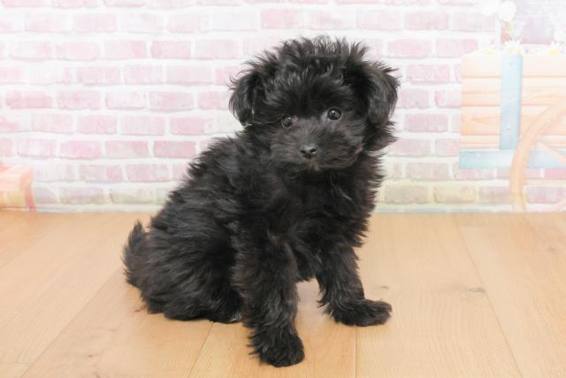 宮城県のポメプー(ポメラニアン×プードル) (Coo&RIKU仙台太白店/2025年10月23日生まれ/女の子/ブラック)の子犬の3枚目の画像