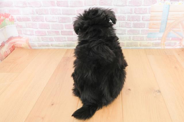 宮城県のポメプー(ポメラニアン×プードル) (Coo&RIKU仙台太白店/2025年10月23日生まれ/女の子/ブラック)の子犬の4枚目の画像