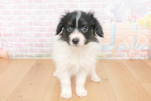 青森県のパピヨン (Coo&RIKU八戸店/2025年10月24日生まれ/男の子/トライカラー)の子犬の1枚目の画像