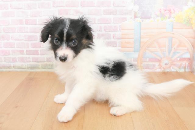 青森県のパピヨン (Coo&RIKU八戸店/2025年10月24日生まれ/男の子/トライカラー)の子犬の2枚目の画像