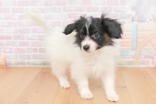 青森県のパピヨン (Coo&RIKU八戸店/2025年10月24日生まれ/男の子/トライカラー)の子犬の3枚目の画像