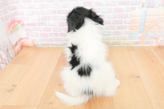 青森県のパピヨン (Coo&RIKU八戸店/2025年10月24日生まれ/男の子/トライカラー)の子犬の4枚目の画像