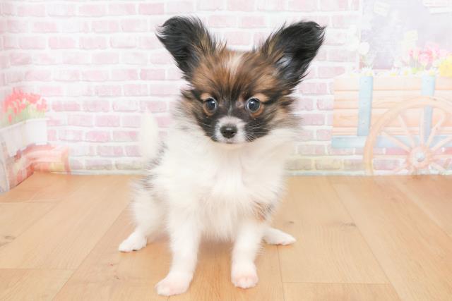 宮城県のパピヨン (Coo&RIKU仙台太白店/2025年10月24日生まれ/女の子/ホワイトブラウン)の子犬の1枚目の画像