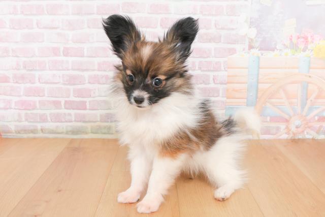 宮城県のパピヨン (Coo&RIKU仙台太白店/2025年10月24日生まれ/女の子/ホワイトブラウン)の子犬の2枚目の画像