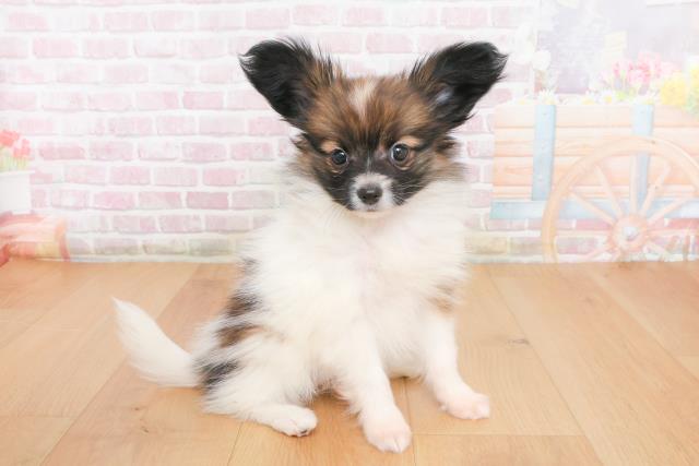 宮城県のパピヨン (Coo&RIKU仙台太白店/2025年10月24日生まれ/女の子/ホワイトブラウン)の子犬の3枚目の画像