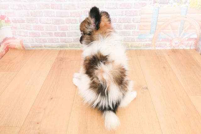 宮城県のパピヨン (Coo&RIKU仙台太白店/2025年10月24日生まれ/女の子/ホワイトブラウン)の子犬の4枚目の画像