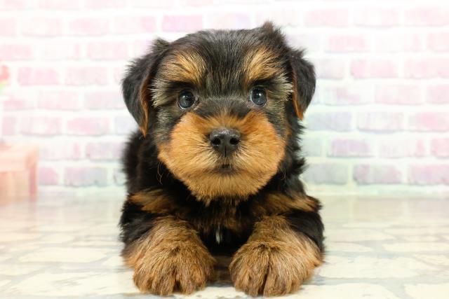 千葉県のヨークシャーテリア (Coo&RIKUアクロスモール新鎌ケ谷店/2025年10月27日生まれ/男の子/スチールブルータン)の子犬の1枚目の画像