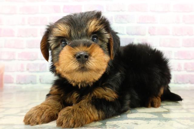 千葉県のヨークシャーテリア (Coo&RIKUアクロスモール新鎌ケ谷店/2025年10月27日生まれ/男の子/スチールブルータン)の子犬の2枚目の画像