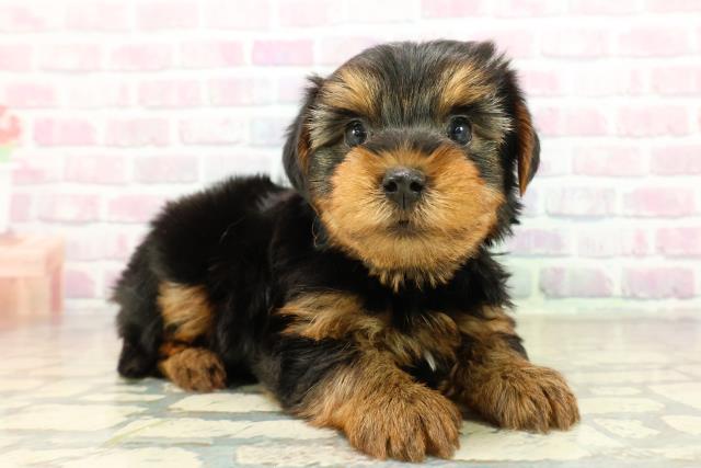 千葉県のヨークシャーテリア (Coo&RIKUアクロスモール新鎌ケ谷店/2025年10月27日生まれ/男の子/スチールブルータン)の子犬の3枚目の画像