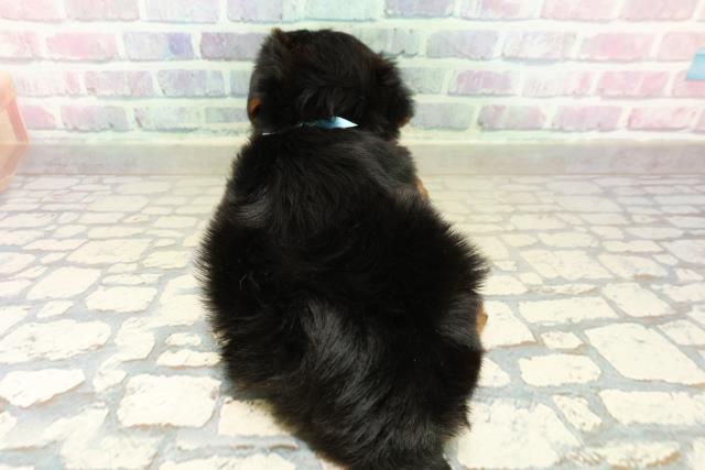 千葉県のヨークシャーテリア (Coo&RIKUアクロスモール新鎌ケ谷店/2025年10月27日生まれ/男の子/スチールブルータン)の子犬の4枚目の画像