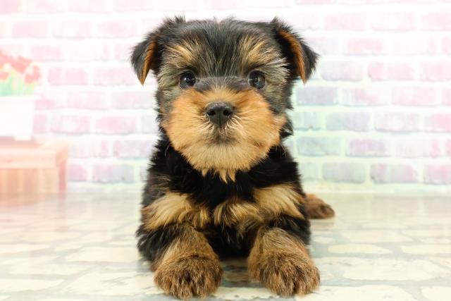 東京都のヨークシャーテリア (Coo&RIKU江戸川店/2025年10月27日生まれ/男の子/スチールブルータン)の子犬の1枚目の画像
