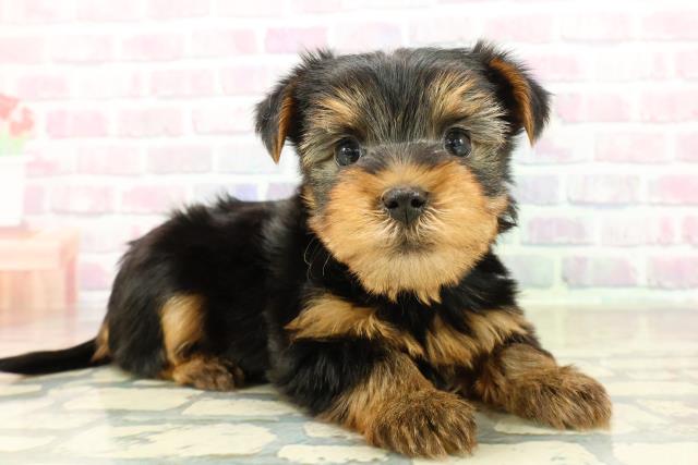 東京都のヨークシャーテリア (Coo&RIKU江戸川店/2025年10月27日生まれ/男の子/スチールブルータン)の子犬の3枚目の画像