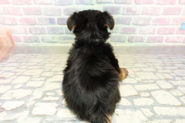 東京都のヨークシャーテリア (Coo&RIKU江戸川店/2025年10月27日生まれ/男の子/スチールブルータン)の子犬の4枚目の画像
