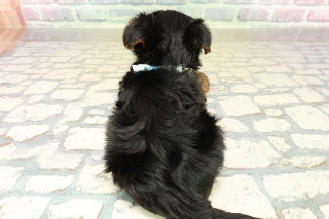 埼玉県のヨークシャーテリア (Coo&RIKU川口戸塚店/2025年10月27日生まれ/男の子/スチールブルータン)の子犬の4枚目の画像