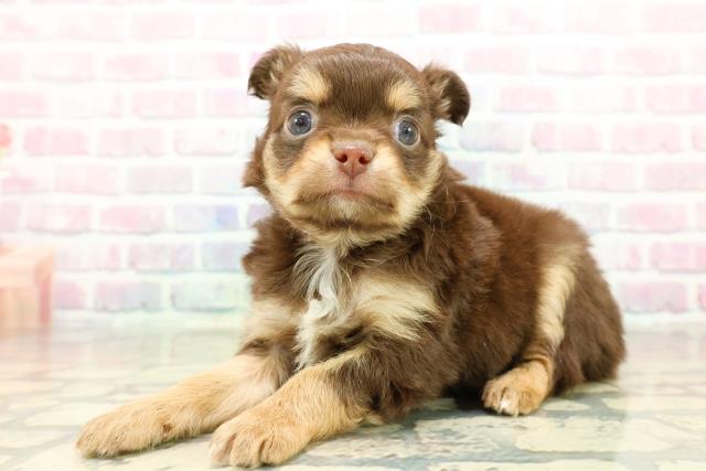 埼玉県のチワワ(ロング) (Coo&RIKU桶川店/2025年10月27日生まれ/男の子/チョコレートタンホワイト)の子犬の2枚目の画像