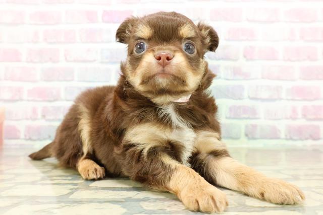 埼玉県のチワワ(ロング) (Coo&RIKU桶川店/2025年10月27日生まれ/男の子/チョコレートタンホワイト)の子犬の3枚目の画像