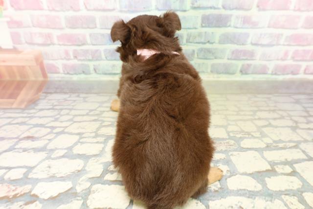 埼玉県のチワワ(ロング) (Coo&RIKU桶川店/2025年10月27日生まれ/男の子/チョコレートタンホワイト)の子犬の4枚目の画像