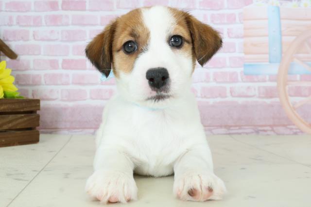 鹿児島県のジャックラッセルテリア (Coo&RIKU鹿屋店/2025年10月26日生まれ/男の子/ホワイトタン)の子犬の1枚目の画像