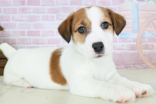 鹿児島県のジャックラッセルテリア (Coo&RIKU鹿屋店/2025年10月26日生まれ/男の子/ホワイトタン)の子犬の2枚目の画像