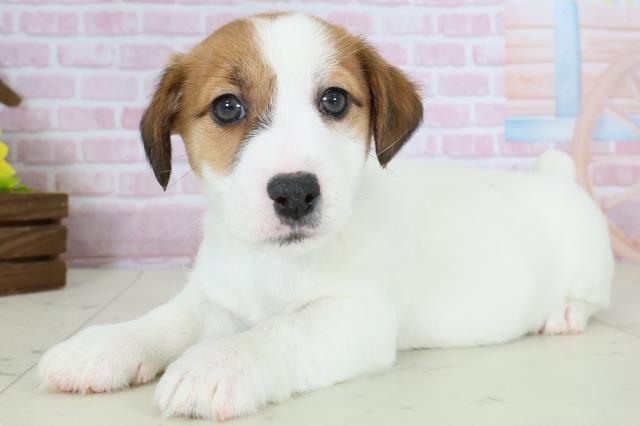 鹿児島県のジャックラッセルテリア (Coo&RIKU鹿屋店/2025年10月26日生まれ/男の子/ホワイトタン)の子犬の3枚目の画像