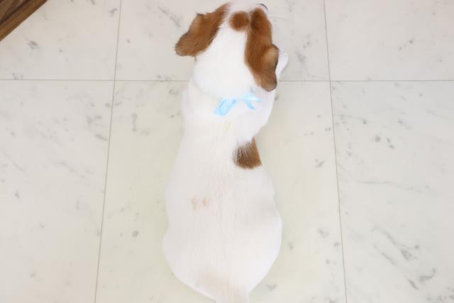 鹿児島県のジャックラッセルテリア (Coo&RIKU鹿屋店/2025年10月26日生まれ/男の子/ホワイトタン)の子犬の4枚目の画像