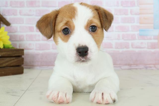 ジャックラッセルテリア