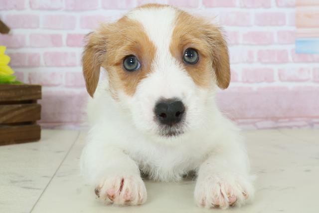 福岡県のジャックラッセルテリア (Coo&RIKU筑後店/2025年10月26日生まれ/男の子/ホワイトタン)の子犬の1枚目の画像