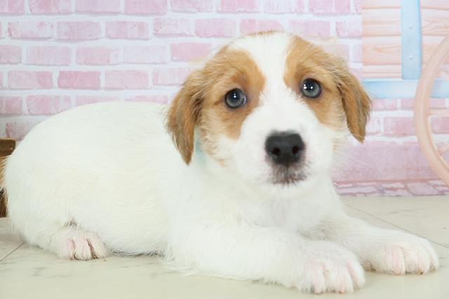 福岡県のジャックラッセルテリア (Coo&RIKU筑後店/2025年10月26日生まれ/男の子/ホワイトタン)の子犬の2枚目の画像