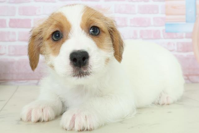 福岡県のジャックラッセルテリア (Coo&RIKU筑後店/2025年10月26日生まれ/男の子/ホワイトタン)の子犬の3枚目の画像