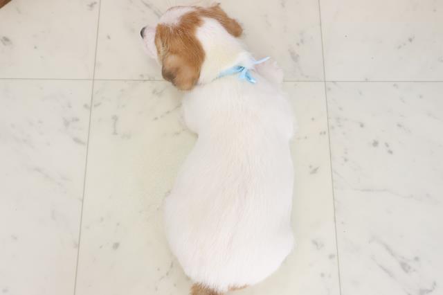 福岡県のジャックラッセルテリア (Coo&RIKU筑後店/2025年10月26日生まれ/男の子/ホワイトタン)の子犬の4枚目の画像