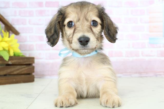 ミニチュア・ダックスフンド